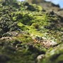 Image result for Moss Close Up