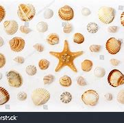 Image result for Picture of Beach Sand and Sea Shells