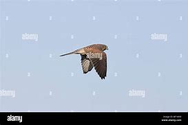 Image result for Female Kestrel Wings Top-Down View