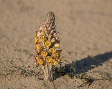 Image result for Desert Hyacinth