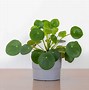 Image result for Money Plant Succulent