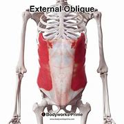 Image result for Derivative of External Oblique Aponeurosis