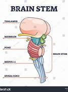 Image result for Brain Stem Levels