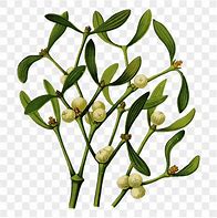 Image result for Mistletoe Story