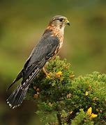 Image result for Immature Merlin Bird