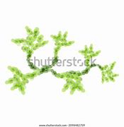 Image result for Fungal Hyphae and Spores