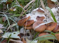 Image result for Amarillia Fungus