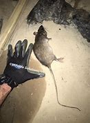 Image result for Rat Extermiator