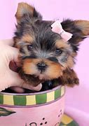 Image result for Cute Little Puppy Teacup Yorkie