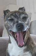 Image result for Meme Dog Yapping