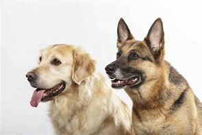 Image result for Golden Shepherd Images