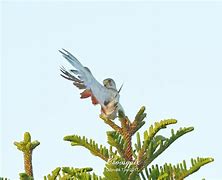 Image result for Kestrel in Tree Top