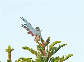 Image result for Kestrel in Tree Top