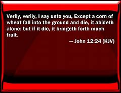 Image result for John 12 24 and Wheat