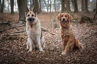 Image result for Shepherd Golden Retriever Mix Puppy