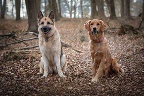 Image result for Golden Shepherd Images