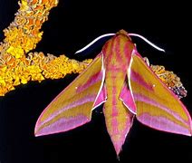 Image result for Pretty Moth Species