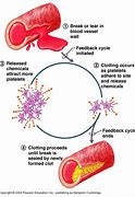 Image result for Blood Clotting