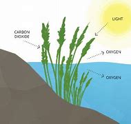 Image result for Aquatic Plant Photosynthesis