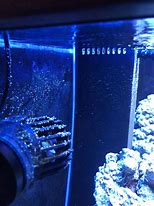 Image result for Dinos Reef Tank