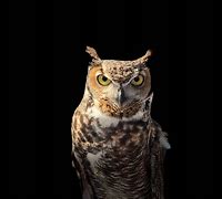 Image result for Owl Night Time