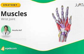 Image result for Wrist Muscles