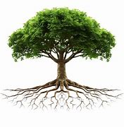 Image result for Tree Roots PNG