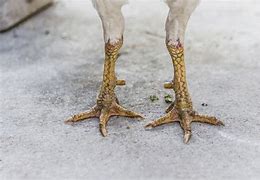 Image result for Chicken Feet Alive