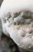 Image result for Fungus Texture