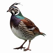 Image result for Quail Pixabay ABC