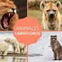 Image result for Gatos Carnivoros