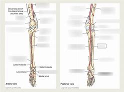 Image result for Lower Leg Artery