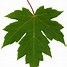 Image result for Realistic Leaf Clip Art