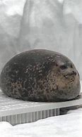 Image result for Fat Seal HD Round