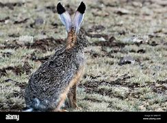 Image result for Hare in Highlands