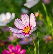 Image result for Cosmos Candy Stripe