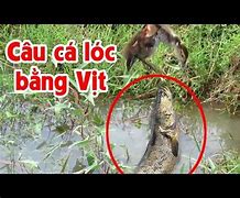 Image result for Cá Lóc Bằng Đồng