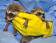 Image result for Raccoon Kits