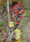 Image result for Castor Bean Plant Flowers