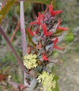 Image result for Golden Autumn Castor Bean Plant Picture