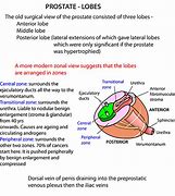 Image result for Prostatic Plexus