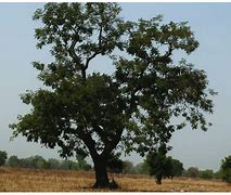 Image result for African Bean Tree