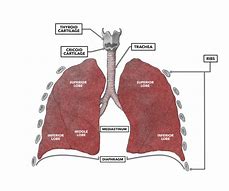 Image result for Lung Layers Anatomy