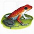 Image result for Poison Dart Frog Species List