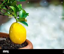 Image result for Patio Lemon Tree