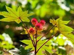 Image result for Golden Autumn Castor Bean Plant Picture