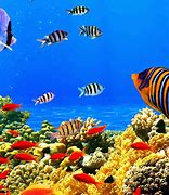 Image result for Atlantic Aquarium Bloop