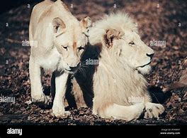 Image result for Albino Animals Lion