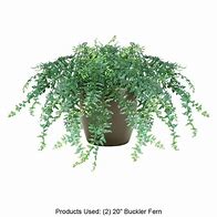 Image result for Buckler Fern