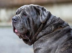 Image result for Neapolitan Mastiff Next to Human